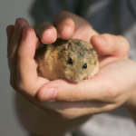 Como domar um hamster