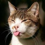 Como fazer uma picada de gato Como fazer uma picada de gato