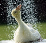 Como proteger seus animais de estimação do calor?