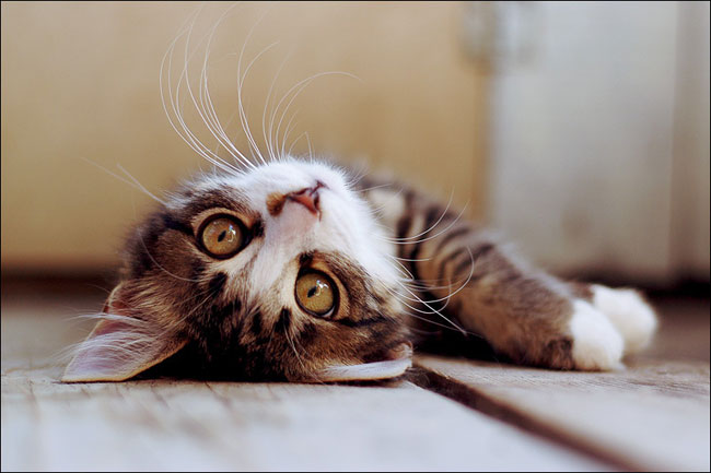 Como proteger seus animais de estimação do calor?