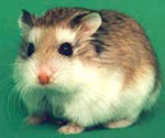 Como cuidar de hamsters Como cuidar de hamsters