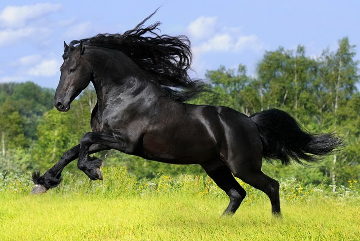 Como cuidar de um cavalo: um guia para cuidar de um vídeo
