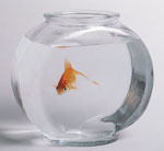 Como eu sei se um peixe de aquário é saudável?