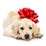 Como escolher um cachorro? Como escolher um cachorro?