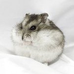 Hamsters anão