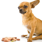 Cães anão: o que alimentar?
