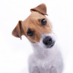 Apelidos de cães e seu significado