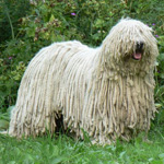 Komondor: Pastor húngaro Komondor: Pastor húngaro