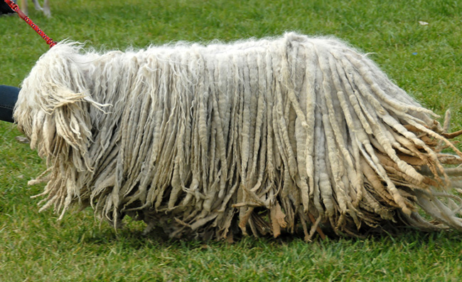 Komondor: Pastor húngaro