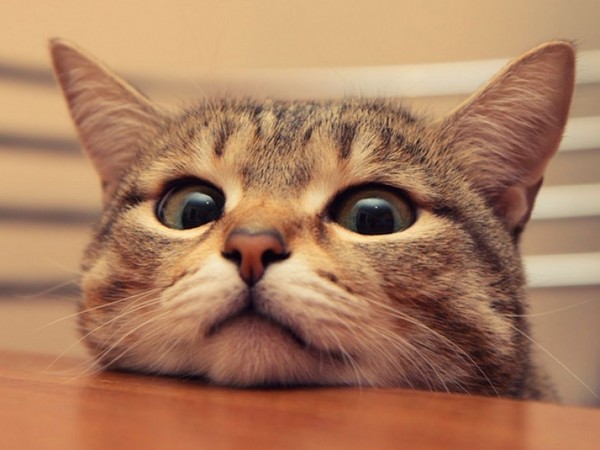 Cat derramando: o que fazer? Cat derramando: o que fazer?