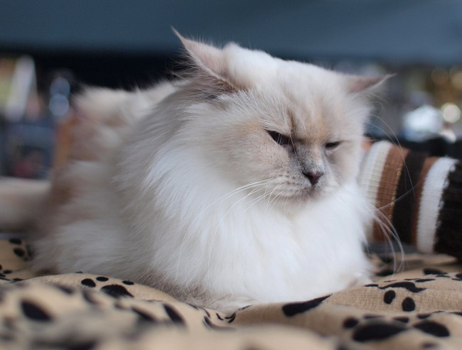 Cat derramando: o que fazer? Cat derramando: o que fazer?