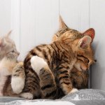 Gato após o parto