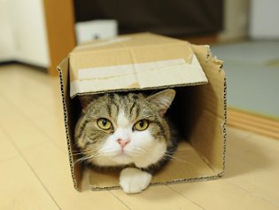 Cote Maru é uma estrela da Internet
