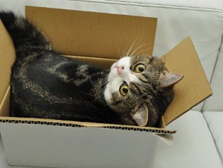 Cote Maru é uma estrela da Internet