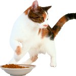 O gato não come nada O gato não come nada