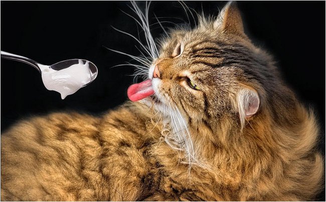 O gato não come nada