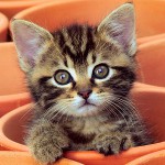 Kitten espirra: o que fazer?