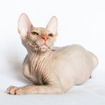Gatos da esfinge. Como cuidar de uma esfinge? Gatos da esfinge. Como cuidar de uma esfinge?