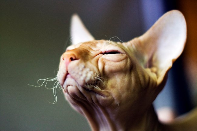 Gatos da esfinge. Como cuidar de uma esfinge?