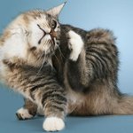 Doenças da pele em gatos