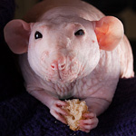 Ratos Sphynx