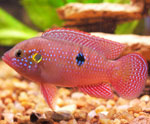 Quem são cichlids? Quem são cichlids?