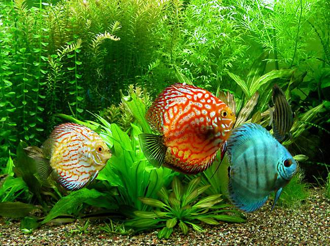 "Manka" em peixe: ictiotiroidismo