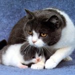 Mastite em um gato
