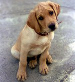 Mastitis em cães