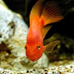 Meu peixe está doente! Por que? Meu peixe está doente! Por que?