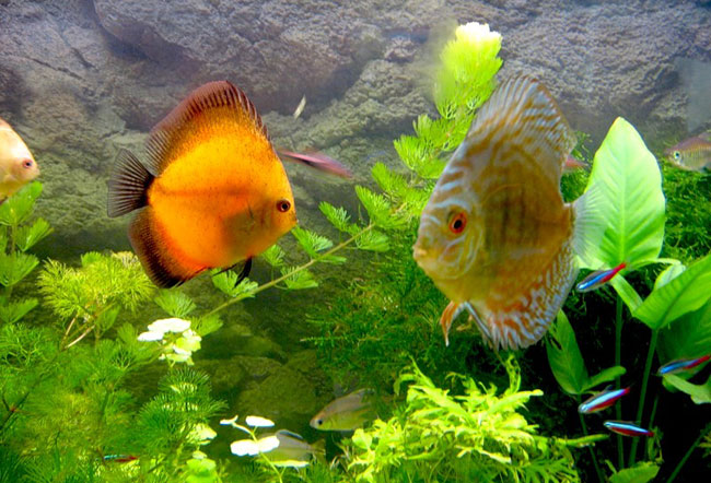 Meu peixe está doente! Por que?