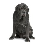Mastiff napolitana ou Mastino Poleetano Mastiff napolitana ou Mastino Poleetano