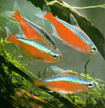 Peixe de néon Peixe de néon