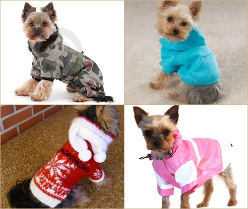 Dress Pet for Winter: roupas para York