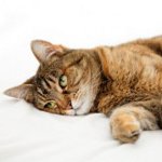 Envenenamento em gatos