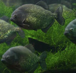 Piranhas no seu aquário Piranhas no seu aquário