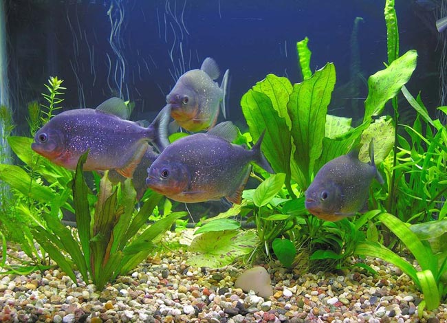 Piranhas no seu aquário