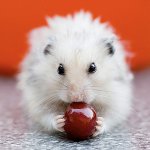 Alimentando hamsters: você pode e não pode Alimentando hamsters: você pode e não pode