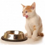 Alimentando os gatinhos. O que alimentar a gatinha?