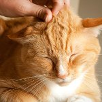 Por que os gatos ronronam? Por que os gatos ronronam?