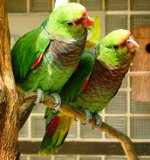 Papagaios amazônicos: conteúdo, cuidado, alimentação