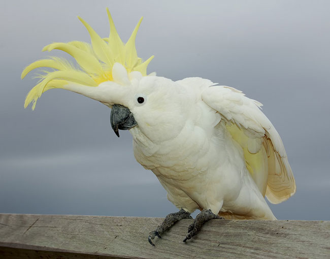 Papagaios de Cockatoo