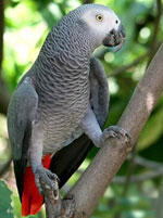 Jacques Parrot: conteúdo em casa