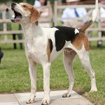 Foxhound americano Foxhound americano
