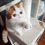 Raça de gatos exot