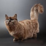 Raça de gatos: munchkin