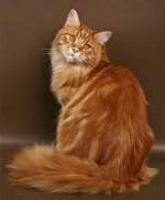 Raça do gato Maine Coon