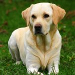 Raça Labrador Raça Labrador