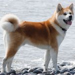Raça de cães: Akita Inu