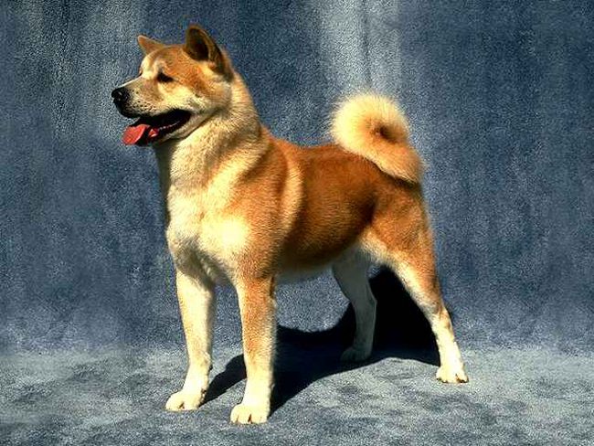 Raça de cães: Akita Inu